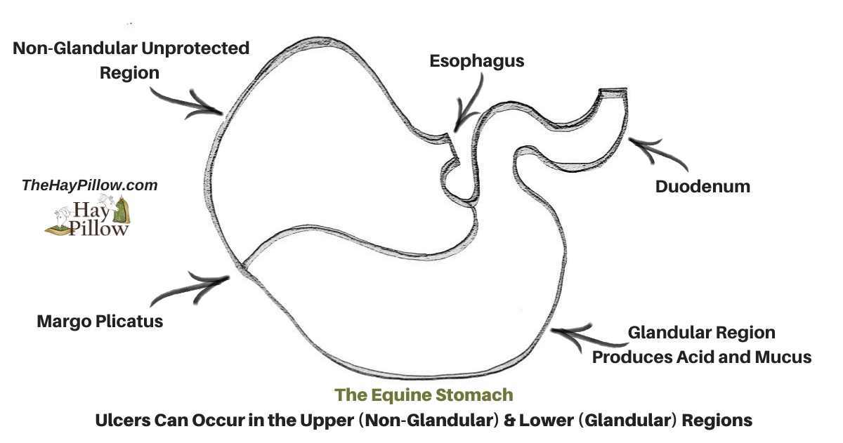 Preventing Equine Gastric Ulcers - How Forage Buffers Acid ...