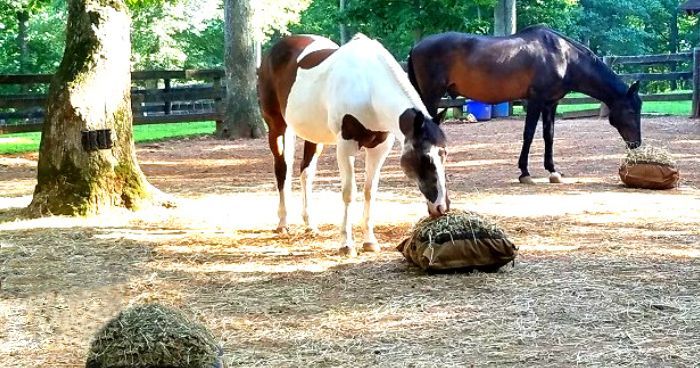 Slow Feeder Hay Bag - Feed in a Natural Grazing Position — Hay Pillow®