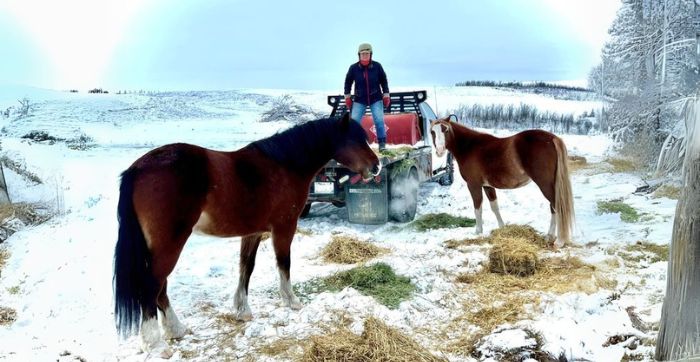 Feeding straw to horses along side alfalfa hay in a snowy pasture.