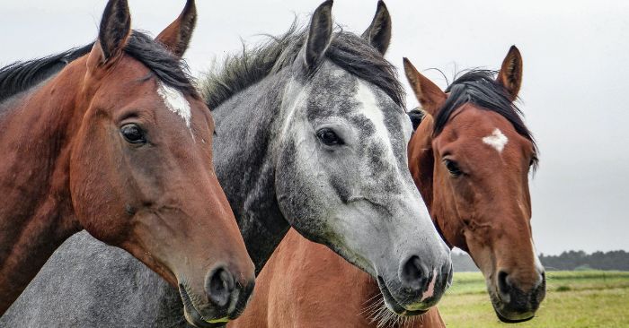 Best slow feeders outlet for horses