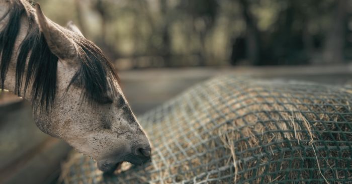 Horse frustrated eating hay from small mesh hay net