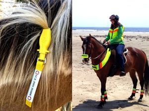 Horse id outlet tags