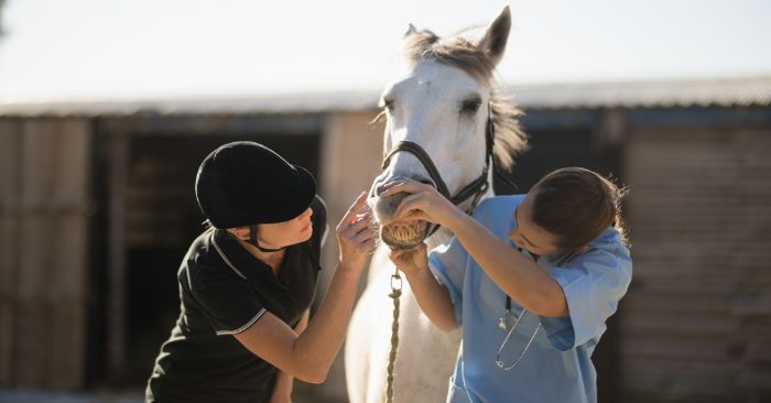 Equine veterinarian and owner inspecting a horse's teeth, lips and gums for damage.