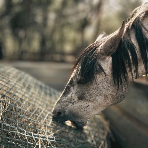 Frustrated horse trying to eat from too small of a mesh size.